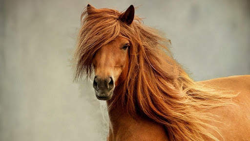 Horses Live Wallpaper (wallpapers & backgrounds) screenshot 9