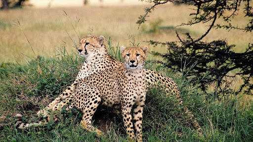 Cheetah Wallpapers : backgrounds hd screenshot 13