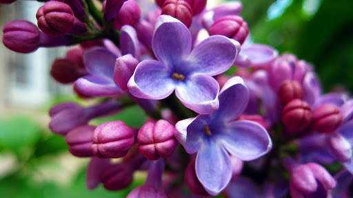 Lilac Flowers Live Wallpaper (Backgrounds) screenshot 6