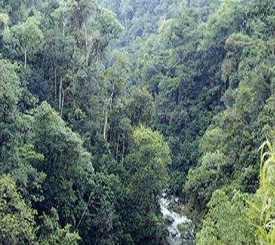 Amazon Rainforest The Best screenshot 6