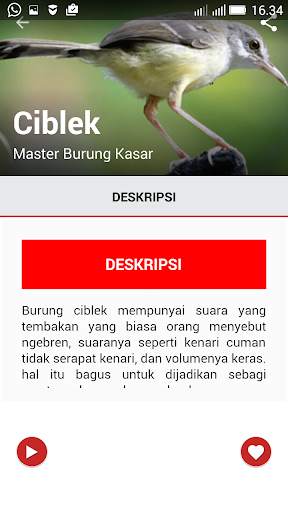 Master Suara Burung Kasar screenshot 3