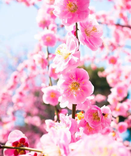 Flowers Wallpaper screenshot 5