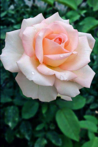 Flower Video Live Wallpaper screenshot 8