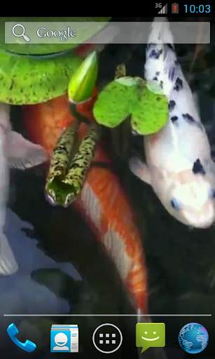 Real Pond With Koi Video Live Wallpaper screenshot 1