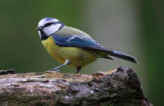 Bird Live Wallpaper screenshot 2