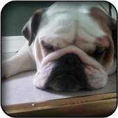 Bulldog Wallpapers 5.0