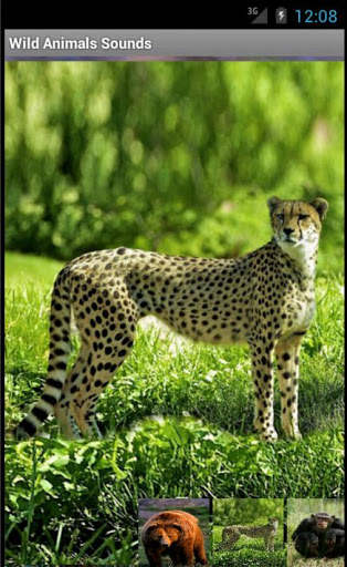 Wild Animals Sounds screenshot 3