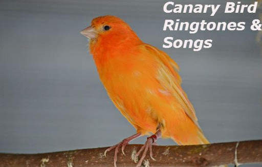 Canary Bird Ringtones & Songs screenshot 5