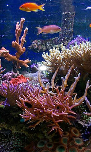 Aquarium Live Wallpaper - backgrounds hd screenshot 3