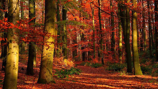 Autumn Wallpapers HD & 4k Backgrounds screenshot 24