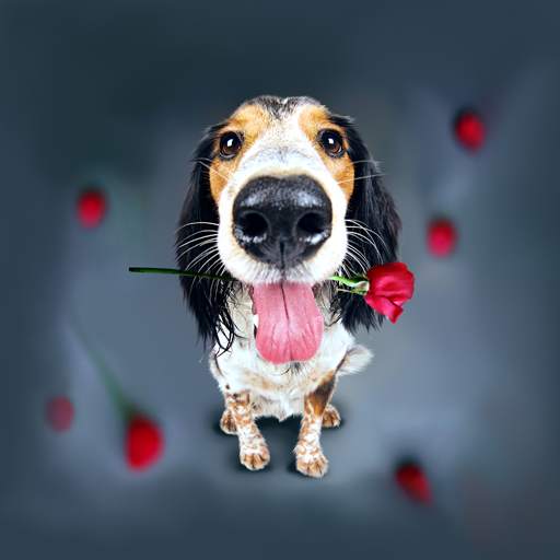 Animals Cute Live Wallpaper 1.0.6