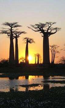 Baobab wallpapers screenshot 3