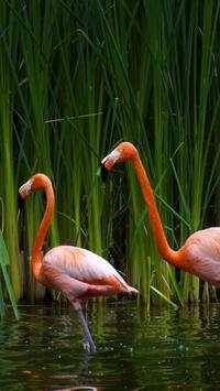 Beautiful Birds Wallpapers HD2 screenshot 12