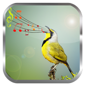 Birds Sounds Ringtones icon