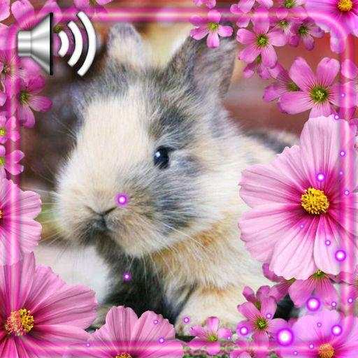 Bunny Funny HD Live Wallpaper 1.3