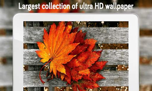 Autumn Wallpaper (4k) screenshot 17