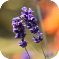 LavenderBG: Lavender Wallpaper icon