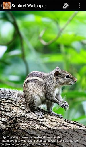 Squirrel Wallpaper screenshot 3