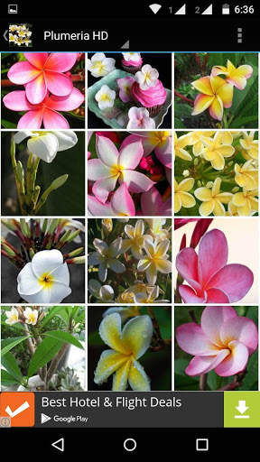 Plumeria Flower HD Wallpaper screenshot 5