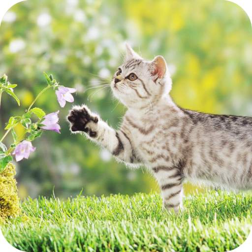 Cute Kitten  Wallpaper HD 1.07