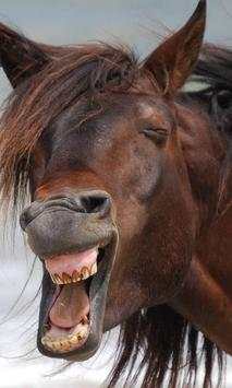 Funny Horses Jigsaw Puzzles screenshot 3