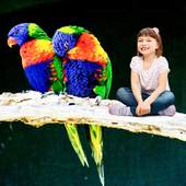 Birds Photo Frame 3.8