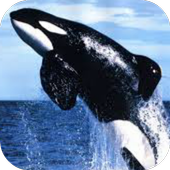 Whale wallpaper icon