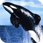 Whale wallpaper 1.1