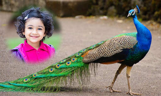 Peacock Photo Frames 1 تصوير الشاشة