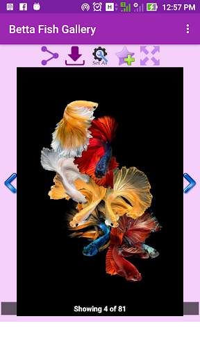 Betta Fish Wallpaper screenshot 3
