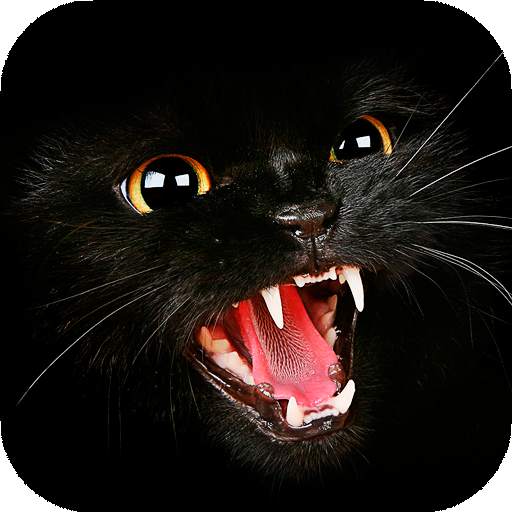 Black Cat Wallpaper Full HD (backgrounds & themes) 16.0