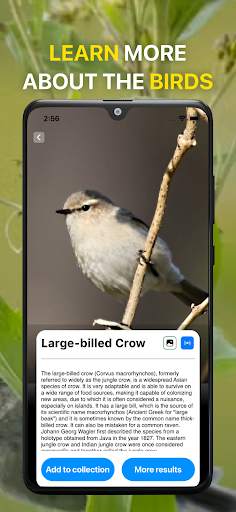 Bird Sound Identifier Bird ID screenshot 4