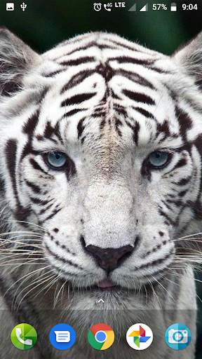 White Tiger Wallpaper Hd screenshot 4