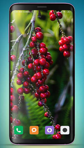 Grapes Wallpaper HD screenshot 15