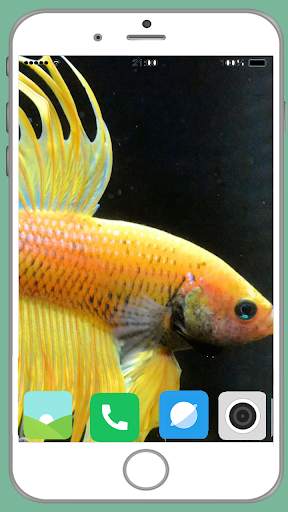 Fish Full HD Wallpaper 6 تصوير الشاشة