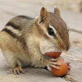 Animal Sounds(Recognize words) icon