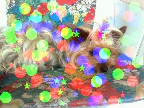 PhotoDream screenshot 6