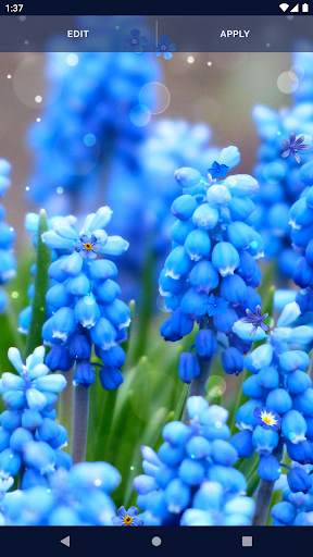 Blue Flowers Live Wallpaper screenshot 8
