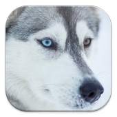 Husky Live Wallpapers 1.0