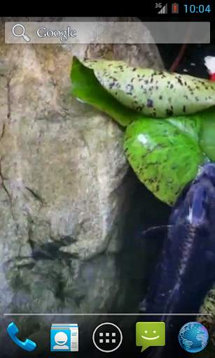 Real Pond With Koi Video Live Wallpaper screenshot 2