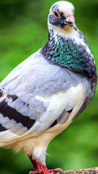 Beautiful Birds Wallpapers HD screenshot 3