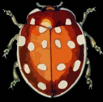 Live insects wallpaper screenshot 2