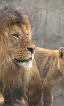 Lion live wallpaper screenshot 1