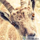 Funny goat live wallpaper 1.1.5