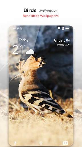 🦅 Birds Wallpaper HD स्क्रीनशॉट 6