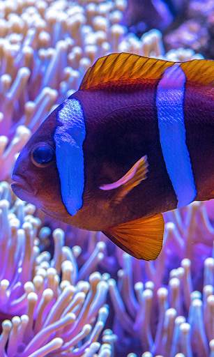 Aquarium Live Wallpaper (Wallpapers & Backgrounds) screenshot 1