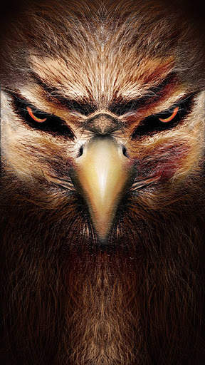 Eagle Wallpaper HD screenshot 5