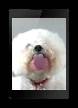 Dog Licks Screen Wallpaper screenshot 3