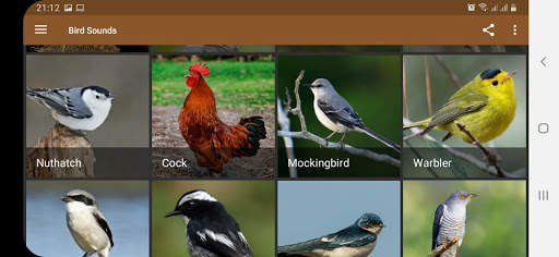 Bird Sounds screenshot 11