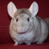 Chinchilla Wallpapers icon